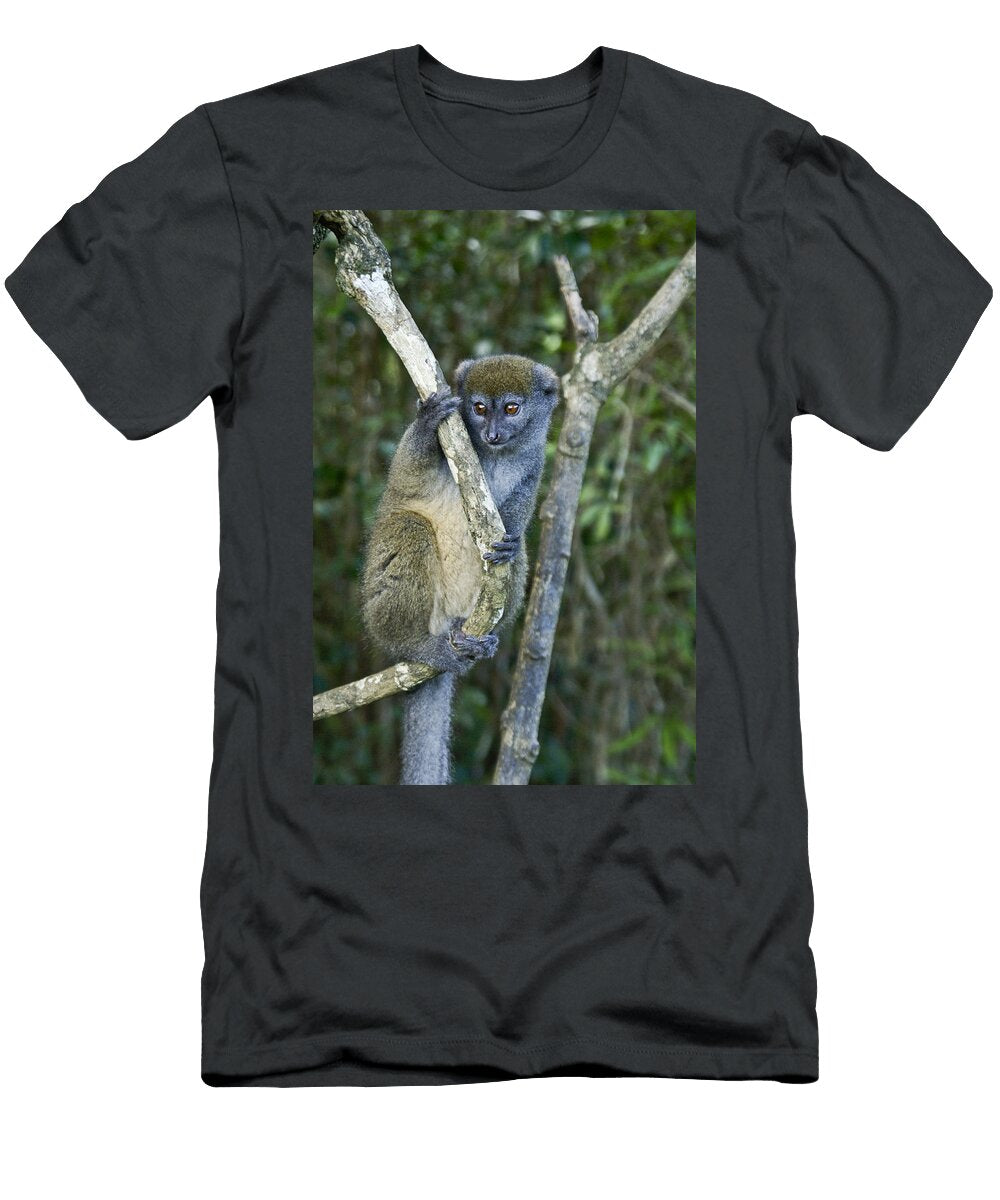 2 Gray Bamboo Lemur Michele Burgess T-Shirt