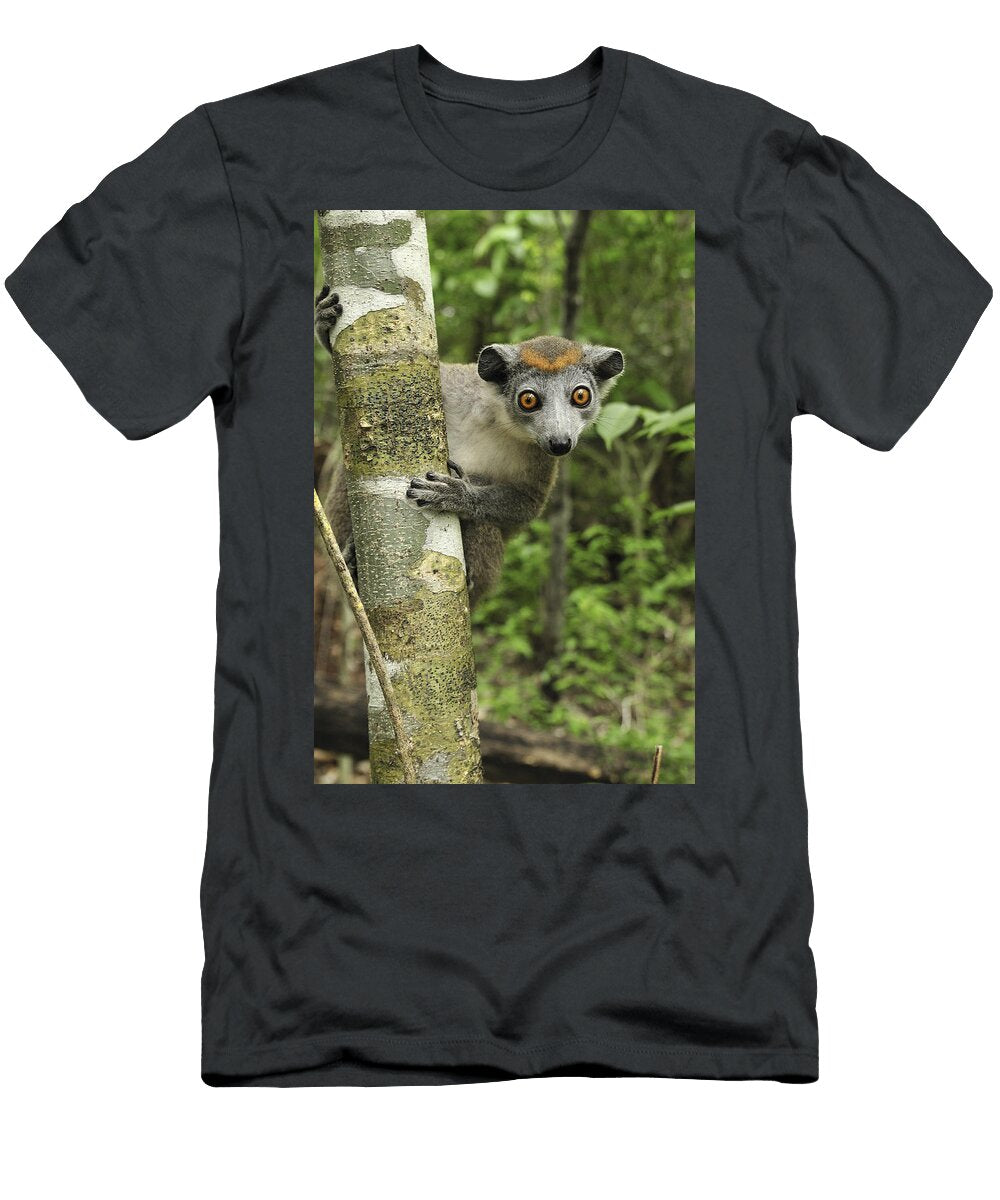Crowned Lemur Eulemur Coronatus Female Thomas Marent T-Shirt
