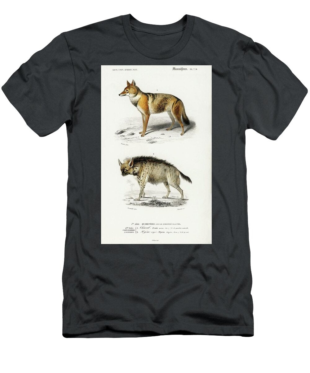 Golden Jackal Canis Aureus and Striped Hyena Hyene Rayee Illustrated By Charles Dessalines D Orbign Dictionnaire Universel Dhistoire Naturelle T-Shirt