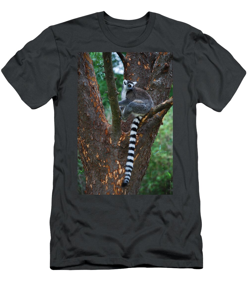 Ring Tail Lemur Skip Willits T-Shirt