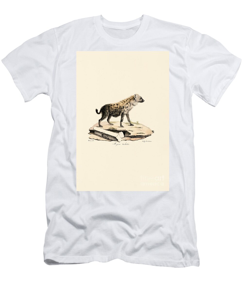 Spotted Hyena 1824 Hand Coloured Litho Jacques Christophe Werner T-Shirt